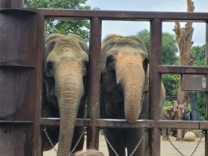Die Elefantendamen sagen Hallo